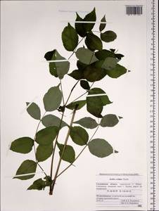 Aralia cordata Thunb., Siberia, Russian Far East (S6) (Russia)