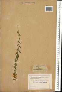 Genista tinctoria subsp. tinctoria, Caucasus (no precise locality) (K0)
