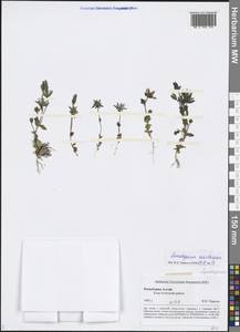 Lomatogonium carinthiacum (Wulfen) Rchb., Siberia, Altai & Sayany Mountains (S2) (Russia)