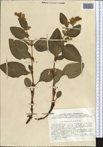 Koenigia hissarica (Popov), Middle Asia, Pamir & Pamiro-Alai (M2) (Tajikistan)