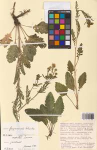 Jacobaea ferganensis (Schischk.) B. Nord., Eastern Europe, Lower Volga region (E9) (Russia)