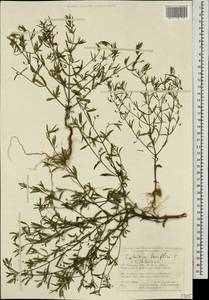 Satureja hortensis L., Caucasus, Turkish Caucasus (NE Turkey) (K7) (Turkey)