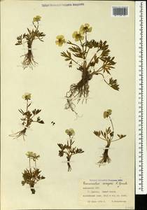 Ranunculus dissectus subsp. aragazii (Grossh.) Bulany & Derv.-Sokol., Caucasus, Armenia (K5) (Armenia)