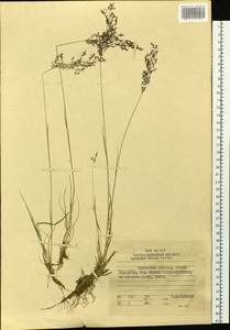 Agrostis capillaris L., Siberia, Russian Far East (S6) (Russia)