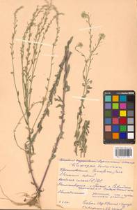 Berteroa incana (L.) DC., Siberia, Russian Far East (S6) (Russia)