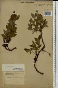 Salix hastata L., Eastern Europe, Northern region (E1) (Russia)