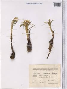 Colchicum robustum (Bunge) Stef., Middle Asia, Kopet Dag, Badkhyz, Small & Great Balkhan (M1) (Turkmenistan)