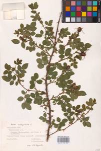 Rosa rubiginosa L., Eastern Europe, Middle Volga region (E8) (Russia)