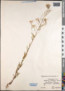 Erysimum cheiranthoides L., Siberia, Western Siberia (S1) (Russia)