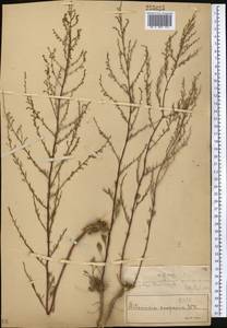Artemisia scoparia Waldst. & Kit., Middle Asia, Muyunkumy, Balkhash & Betpak-Dala (M9) (Kazakhstan)