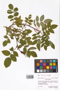 Rosa acicularis Lindl., Siberia, Russian Far East (S6) (Russia)