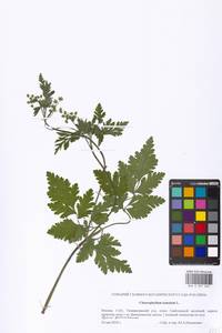 Chaerophyllum temulum L., Eastern Europe, Moscow region (E4a) (Russia)