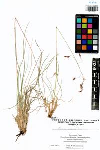 Festuca altaica Trin., Siberia, Baikal & Transbaikal region (S4) (Russia)