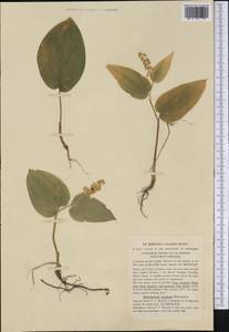 Maianthemum canadense Desf., America (AMER) (Canada)