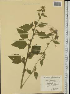 Althaea officinalis L., Eastern Europe, Central forest region (E5) (Russia)