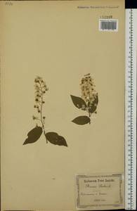 Prunus padus L., Eastern Europe, South Ukrainian region (E12) (Ukraine)