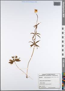 Ranunculus turneri Greene, Siberia, Central Siberia (S3) (Russia)