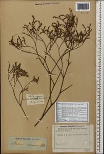 Limonium meyeri (Boiss.) Kuntze, Caucasus (no precise locality) (K0)