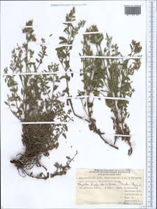 Nepeta cyanea subsp. biebersteiniana (Trautv.) A.L.Budantsev, Caucasus, Dagestan (K2) (Russia)