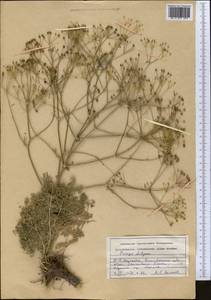 Prangos didyma (Regel) Pimenov & V. N. Tikhom., Middle Asia, Northern & Central Tian Shan (M4) (Kazakhstan)