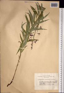 Chamaenerion angustifolium (L.) Scop., Siberia, Altai & Sayany Mountains (S2) (Russia)