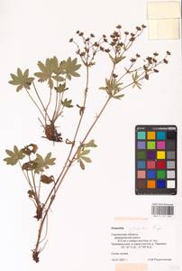 Potentilla thuringiaca Bernh. ex Link, Eastern Europe, Western region (E3) (Russia)