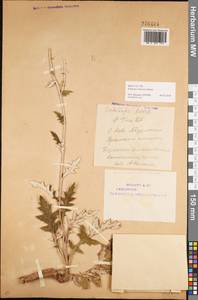 Echinops tataricus Knjaz., Eastern Europe, Eastern region (E10) (Russia)