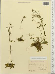 Arabidopsis thaliana (L.) Heynh., Caucasus, Azerbaijan (K6) (Azerbaijan)