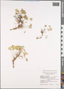 Paraquilegia microphylla (Royle) J. Drumm. & Hutch., Siberia, Baikal & Transbaikal region (S4) (Russia)