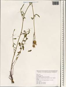 Centaurea kotschyi subsp. persica (Boiss.) Greuter, South Asia, South Asia (Asia outside ex-Soviet states and Mongolia) (ASIA) (Iran)