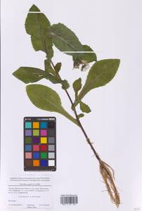 Sonchus asper (L.) Hill, Eastern Europe, Moscow region (E4a) (Russia)