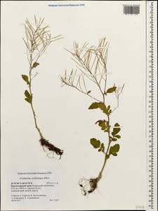 Cardamine raphanifolia subsp. acris (Griseb.) O.E. Schulz, Caucasus, Krasnodar Krai & Adygea (K1a) (Russia)