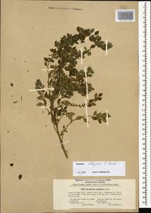 Parietaria judaica L., Caucasus, Stavropol Krai, Karachay-Cherkessia & Kabardino-Balkaria (K1b) (Russia)