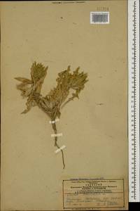 Centaurea benedicta (L.) L., Caucasus, Azerbaijan (K6) (Azerbaijan)