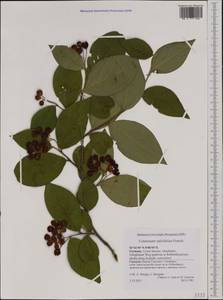 Cotoneaster salicifolius Franch., Western Europe (EUR) (Germany)