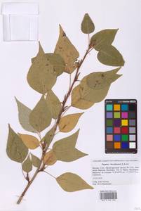 Populus × berolinensis K.Koch, Eastern Europe, Moscow region (E4a) (Russia)