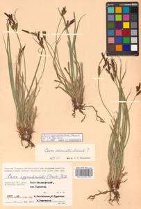 Carex schmidtii Meinsh., Siberia, Chukotka & Kamchatka (S7) (Russia)