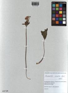 Anemonastrum narcissiflorum subsp. crinitum (Juz.) Raus, Siberia, Altai & Sayany Mountains (S2) (Russia)