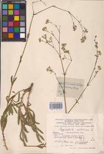 Gypsophila altissima L., Eastern Europe, West Ukrainian region (E13) (Ukraine)