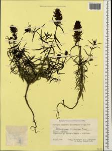 Melampyrum caucasicum Bunge, Caucasus, Georgia (K4) (Georgia)