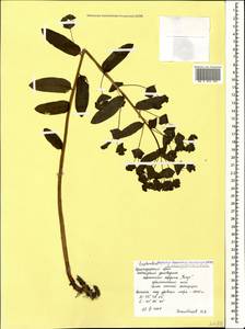 Euphorbia oblongifolia (K.Koch) K.Koch, Caucasus, Krasnodar Krai & Adygea (K1a) (Russia)