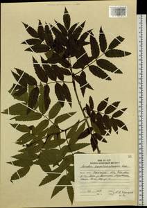 Sorbus aucuparia subsp. glabrata (Wimm. & Grab.) Hedl., Siberia, Chukotka & Kamchatka (S7) (Russia)