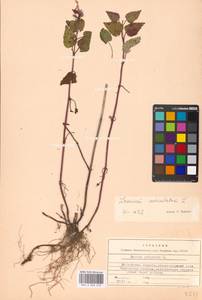 Lamium maculatum (L.) L., Eastern Europe, Moscow region (E4a) (Russia)