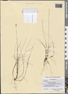 Carex dioica L., Eastern Europe, Northern region (E1) (Russia)