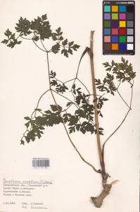 Oreoselinum nigrum Delarbre, Eastern Europe, West Ukrainian region (E13) (Ukraine)