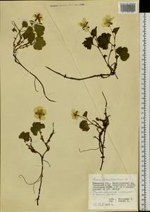 Rubus chamaemorus L., Siberia, Western Siberia (S1) (Russia)