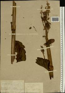 Rheum rhaponticum L., Siberia, Altai & Sayany Mountains (S2) (Russia)