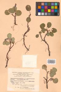 Salix reticulata L., Siberia, Chukotka & Kamchatka (S7) (Russia)