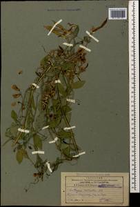 Lathyrus miniatus M.Bieb. ex Steven, Caucasus, Armenia (K5) (Armenia)
