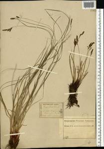 Carex cespitosa L., Eastern Europe, Central forest region (E5) (Russia)
